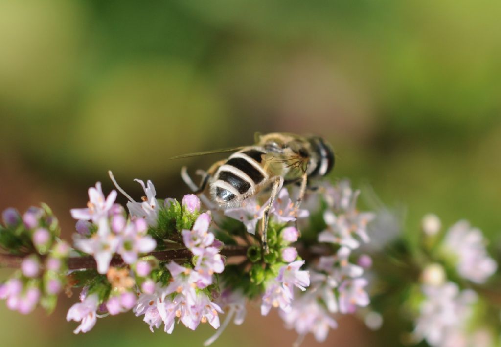 Quale Eristalis?  Eristalis cfr. arbustorum